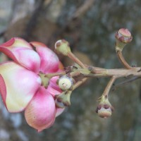 Couroupita guianensis Aubl.